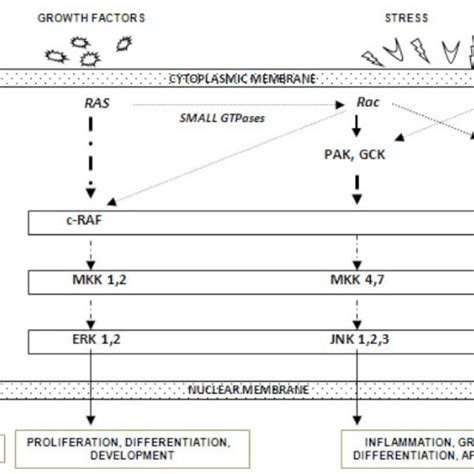 Schematic diagram of MAPKs signaling pathways. MAPK signaling pathways ...