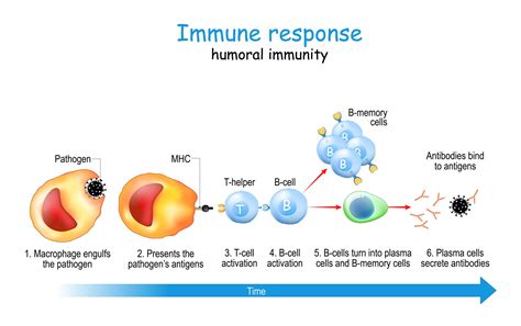 ALACI22 Immunology In Latin America And The Caribbean And The IUIS