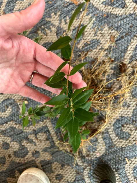 Growing Like A Weed In North Fl R Plantid