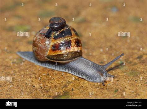 Newborn Snail