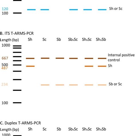 Schematic Illustration Of The T Arms Pcr Assay For Single Nucleotide Download Scientific