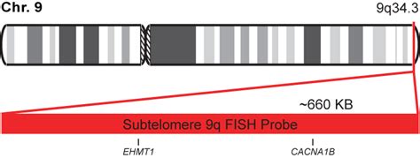 Q Subtelomere Fish Probe Ehmt Cytotest