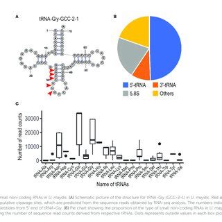 Cellular Localization Of Nuc Ha Protein In Sporidia Cells Of U