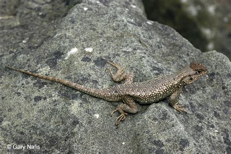 Northwestern Fence Lizard Sceloporus Occidentalis Occidentalis