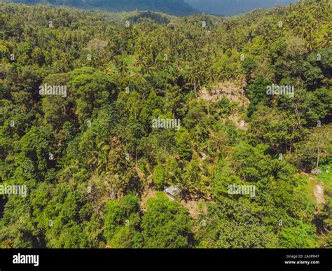 Tropical Jungle Of Bali Forest And Mountain Stock Photo Alamy