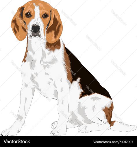 Beagle Dog Royalty Free Vector Image Vectorstock