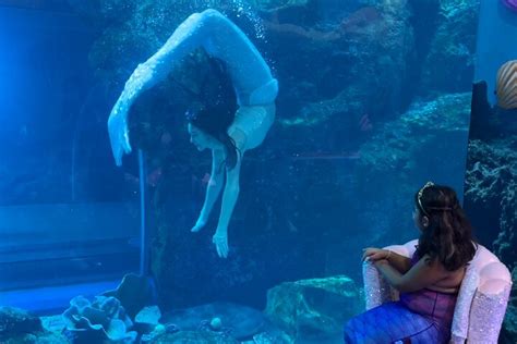 Mermaids Of Arabia Dubai All You Need To Know Before You Go