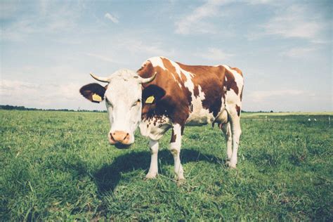 Fotos Gratis Bovino Mamífero Vaca Lechera Pastar Cielo Ganado