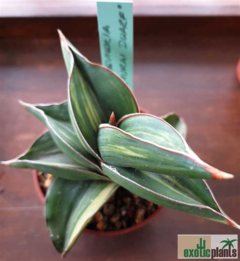 Sansevieria Disticha Variegata Syn Sansevieria Ehrenbergii Samurai