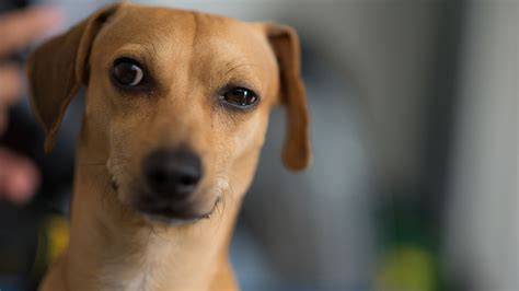 13 Coisas Que Todo Dono De Cachorro Faz Escondido 6 Patas