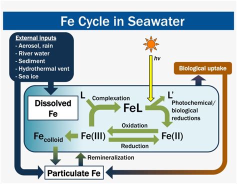 Iron Biogeochemical Cycle