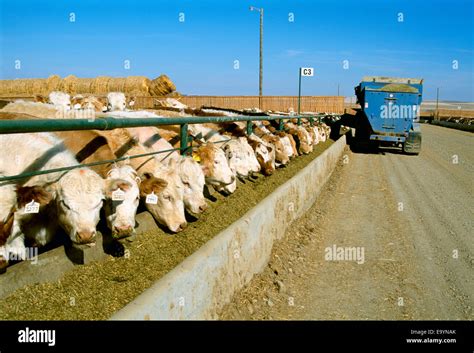 Livestock Mixed Breed Beef Cattle Feeding On Silage At A Feedlot Feed