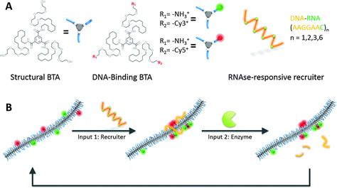 Supramolecular Copolymers With Stimuli Responsive Sequence Control