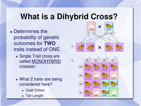 Dihybrid Cross Definition