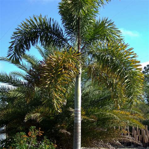 Bottle Palm Tree Roots Fidel Fierro