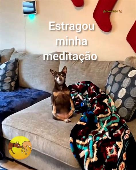 Pin Em Animais Engra Ados