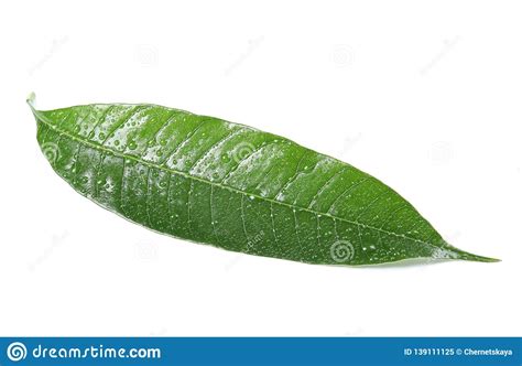 Hoja Verde Del Mango Con Descensos Del Agua En Blanco Imagen De Archivo