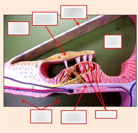 Cochlea And Organ Of Corti Diagram Quizlet