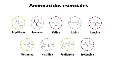 Funciones de los aminoácidos