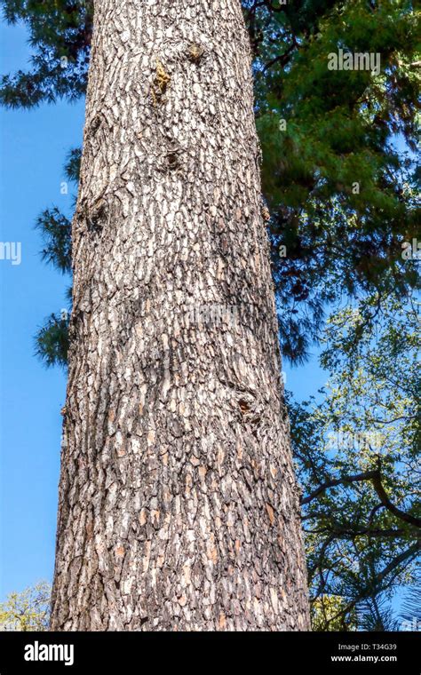 Pino Calabrese Pinus Brutia Corteccia Di Albero Texture Tronco Di