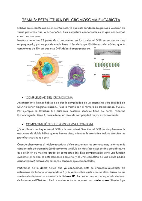 Tema Estructura Del Cromosoma Eucariota Studocu Porn Sex Picture