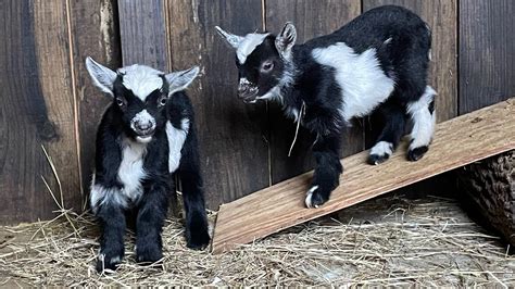 Nigerian Dwarf Goat Siblings Enjoying Their Teeter Totter Youtube