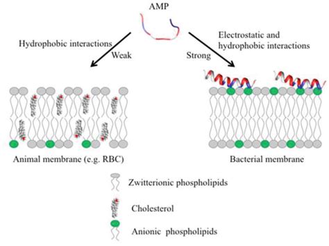 Antimicrobial Peptides Mechanism Of Action Intechopen