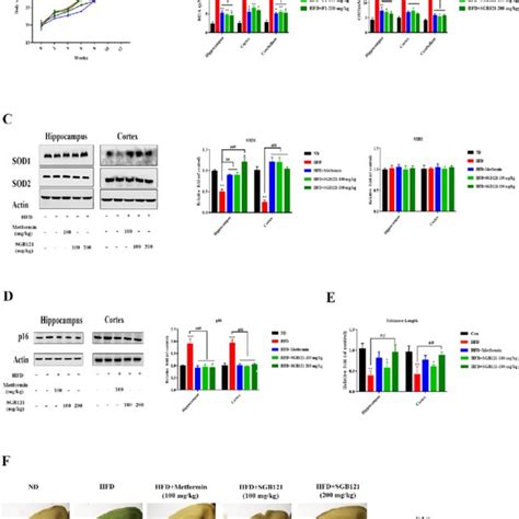 SGB121 Alleviated HFD Induced Oxidative Stress And Subsequent Cellular