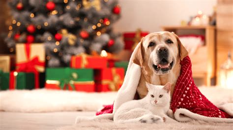 Presente de Natal para cachorro e gato 10 opções para presentear o pet