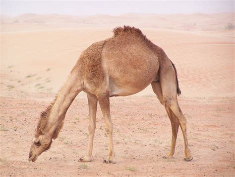 1000 Free Camel And Desert Images Pixabay