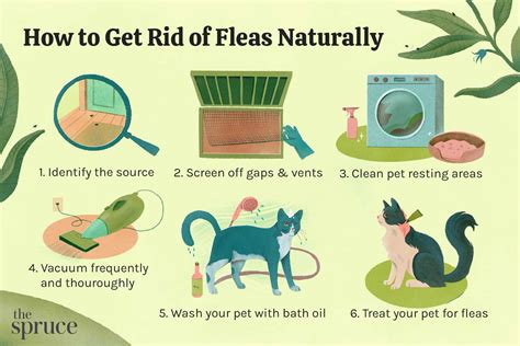 How To Get Rid Of Fleas Naturally In 6 Easy Steps