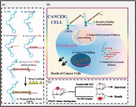 Schematics Of Self Construction Of Aptamer Orientated Dna Tdt For