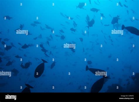 Viele Fische Fotos Und Bildmaterial In Hoher Aufl Sung Alamy