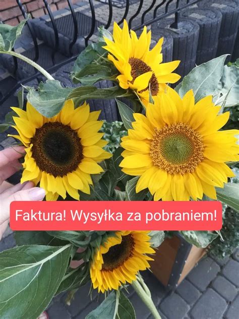 Słonecznik ozdobny na kwiat cięty Faktura Wysyłka za pobraniem