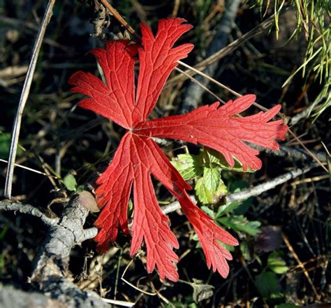 Fotos gratis otoño botánica flora árbol de arce hoja de arce