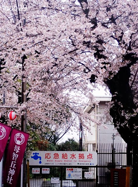 町田市観光コンベンション協会 On Twitter 【さくら開花情報】芹ヶ谷公園近く、母智丘神社隣の原町田浄水所のソメイヨシノが満開～散り