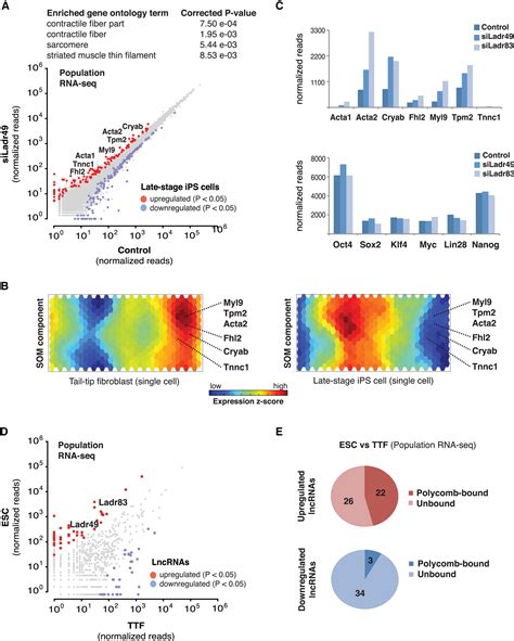 Single Cell Transcriptome Analysis Reveals Dynamic Changes In Lncrna