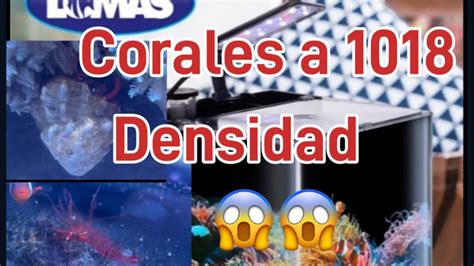 Los Monstruos Del Acuario Marino Nano Lomas De 18 Litros Pueden Vivir