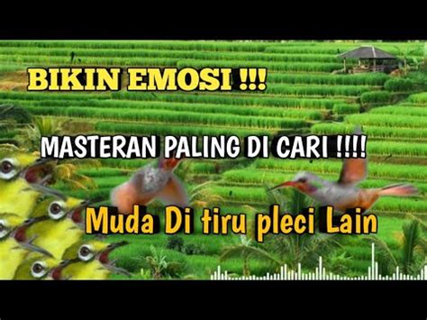 Bikin Emosi Masteran Pleci Buxtomi Nembak Ngotot Isian Muda Di Tiru