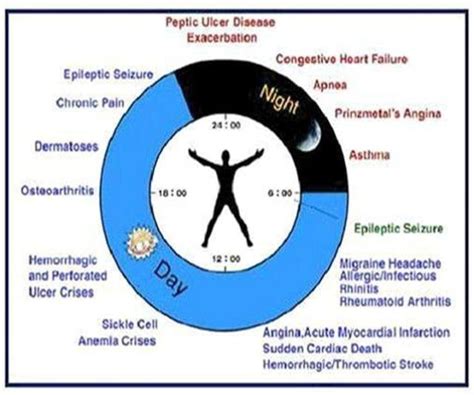 A 24 Hrs Clock Diagram Of The Peak Time Selected Human Circadian