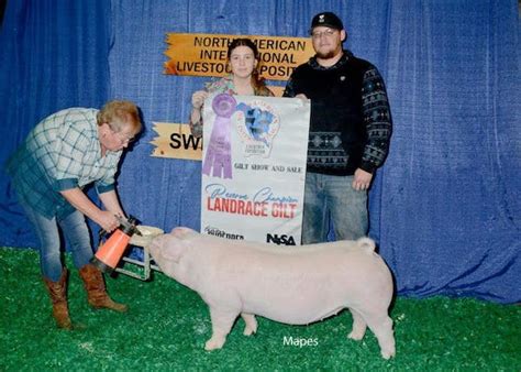 Reserve Champion Landrace Gilt 2023 North American International