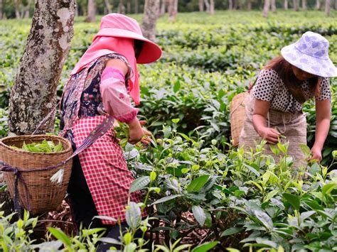 Women Empowerment Agriculture Monthly