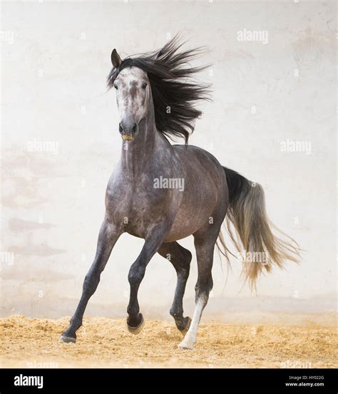 Dapple grey Andalusian stallion running in arena, Northern France, Europe. March Stock Photo - Alamy