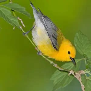 Prothonotary warbler - Facts, Diet, Habitat & Pictures on Animalia.bio