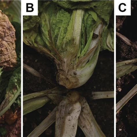Pdf First Report Of Pectobacterium Versatile As The Causal Pathogen
