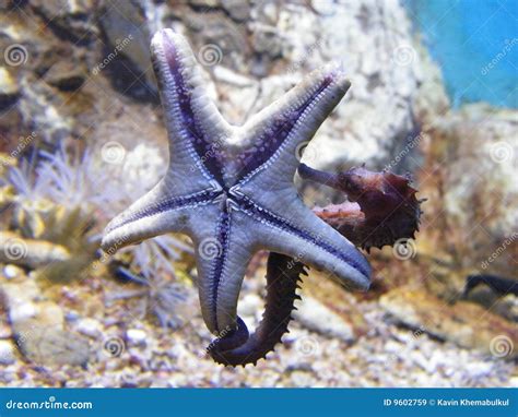 Seahorse Kiss Starfish Stock Image Image Of Seahorse 9602759