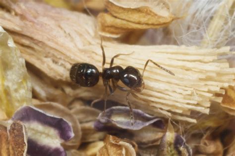 14 Types Of ANTS Found In Texas Bird Watching HQ