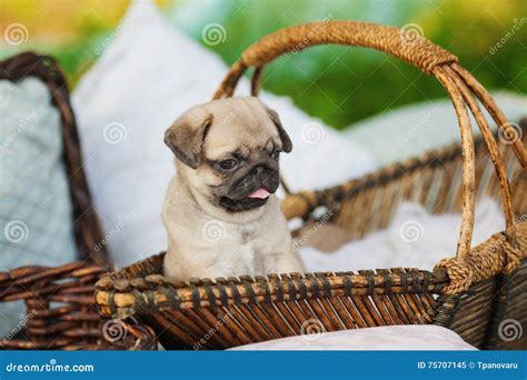 Beautiful Pug Dog Puppy In A Basket Outdoors On Summer Day Stock Image