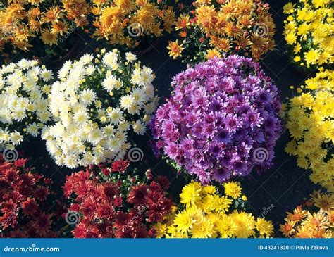 Chrysanthemums Flowers Stock Photo Image Of Colorful 43241320