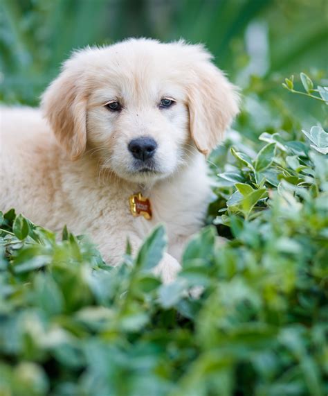 125 Professional Pet Photography In Boulder Co Customer Paradigm